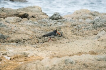 oystercatcher walks over rocks.