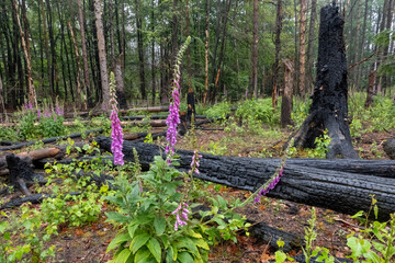 Red foxglove plant grow in front of a burned tree after a forest fire, forest regrowth and regeneration, climate change