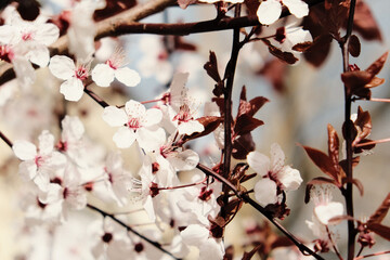 Kirschblüten
