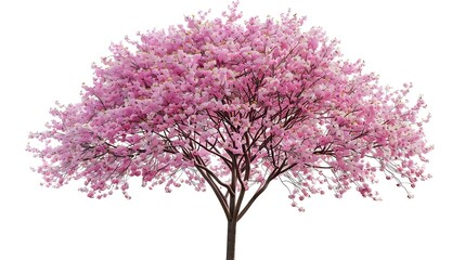 Obraz premium Pink flower sour cherry tree isolated on white background This has clipping path : Generative AI