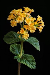Flower Photography, Lantana camara 'Gold Mound' 'New Gold' Close up view, Isolated on Black Background
