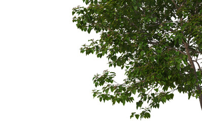 Green tree branches on corner, transparent background © Link Parker