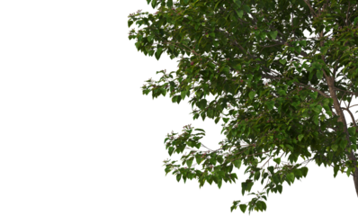Green tree branches on corner, transparent background