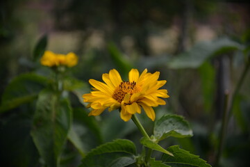 Nahaufnahme einer gelb blühenden Blume in ihrer natürlichen Umgebung