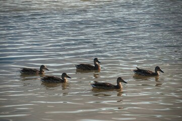 Group of ducks swimming in formation on a lake in tranquil water