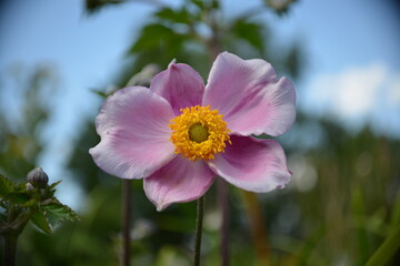 Nahaufnahme einer pink blühenden Blume in ihrer Natur