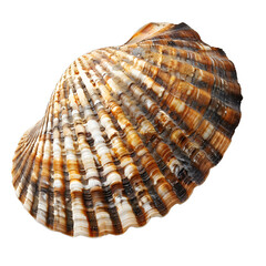 Fototapeta premium [Transparent Background PNG]A beautiful seashell with intricate patterns and colors