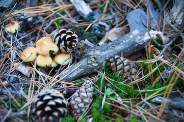 decorative pine cones needles moss and mushrooms cover the woodland floor creating a decorative abstract background