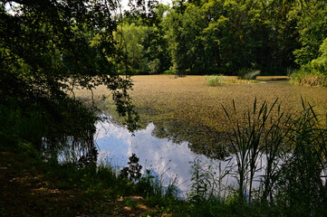 Reeds in the water, light waves in the sunlight, a cozy spot of the park, a reed in the middle of the lake