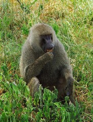 an olive baboon sitting in the grass  in a forest on safari in maasai mara, kenya,  east  africa  