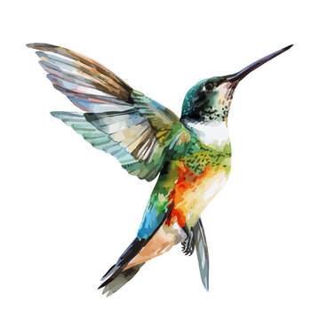 recommend clip art: Watercolor painting of a hummingbird, isolated on a white background, hummingbird vector, drawing clipart, Illustration Vector, Graphic Painting, design art, logo