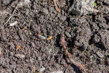ants in the garden. destroyed anthill, ants carry eggs