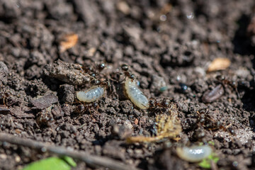ants in the garden. destroyed anthill, ants carry eggs