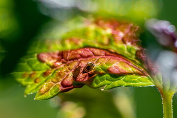 aphids on damaged currant leaves, Pests on garden plants, gardening, pest control