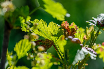 aphids on damaged currant leaves, Pests on garden plants, gardening, pest control