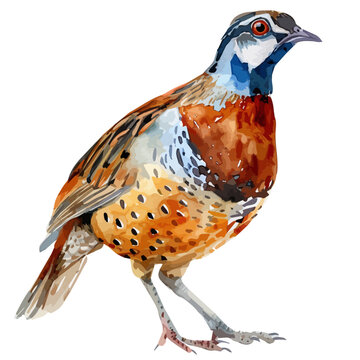 recommend clip art: Watercolor of a quail bird, isolated on a white background, design art, drawing clipart, Illustration painting, Graphic logo, quail vector 
