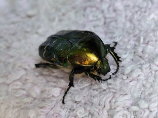 Beetle with a shiny metallic green exoskeleton on fibrous white fabric