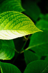 leaves of the sunlight