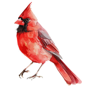 recommend clip art: Watercolor painting of a red cardinal (Northern cardinal) bird, isolated on a white background, cardinal vector, drawing clipart, Illustration Vector, Graphic Painting, design art, logo
