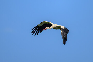 A White Stork in flight blue sky