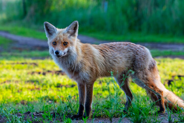 Fuchs am Pramort in der freien Wildbahn auf dem Zingst.