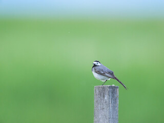 A White Wagtail standing on a wooden post