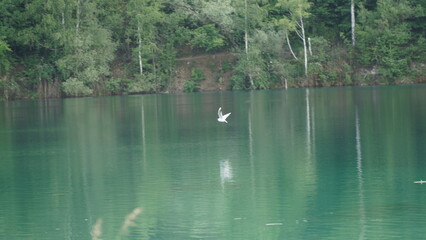 Seagull Flying Over Serene Lake Surface A seagull flies over the serene surface of a lake, its wings spread wide. The calm waters below reflect the bird's graceful form, creating a peaceful and captiv