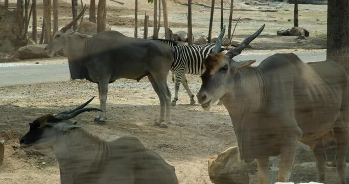ordinary canna Common canna, Taurotragus oryx, a species of even-toed mammal, family Bovidae, Bovidae, largest modern antelope.common or southern female eland antelope Taurotragus oryx walking 