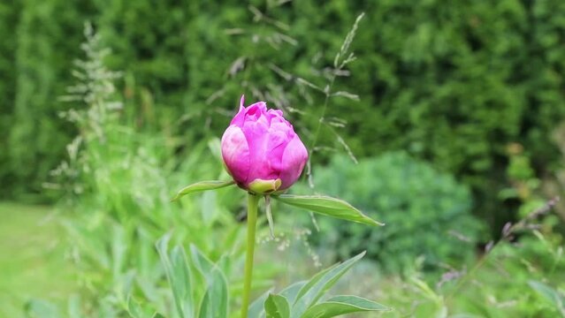 Pink peony or paeony in slow motion, flowering peonies