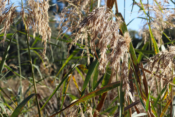 close up of seed heads on reeds in wetlands