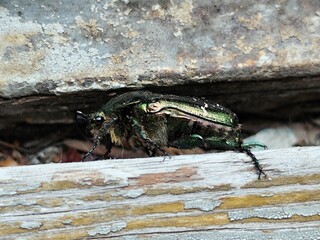 Beetle with a shiny metallic green exoskeleton on a textured wooden surface with natural tones of brown and gray