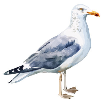 recommend clip art: Watercolor vector of a Gull (seagull), isolated on a white background, design art, drawing clipart, Illustration painting, Graphic logo, Gull vector 