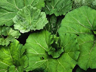 Intricate Nature. Butterbur Plant Leaves Showcasing Veins, Patterns, and Texture.