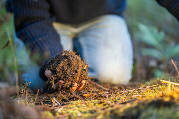 soil falling around a test tube collecting a soil sample in a paddock on a farm. scientist studying soil health and biology in a field in australia in spring