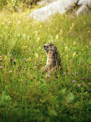 cute marmot sitting on a sunny green meadow with colourful flowers