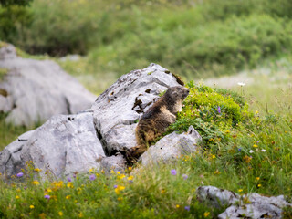 cute marmot hiding behind a rock -  surroundet by colourful flowers