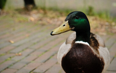 Fototapeta premium Duck