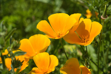 Obraz premium Kalifornischer Mohn, Goldmohn