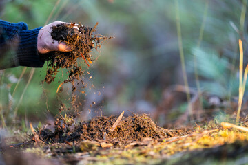 soil falling around a test tube collecting a soil collecting a soil sample in a paddock on a farm australian agronomist practicing agronomy innovation on a organic regenerative agriculture, for cows