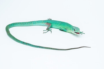 Green Keel-bellied Lizard (Gastropholis prasina) is native to Kenya and Tanzania.