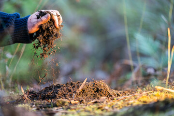 soil falling around a test tube collecting a soil sample in a paddock on a farm. scientist studying soil health and biology in a field in australia in spring