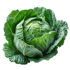 Obraz premium cabbage isolated on white