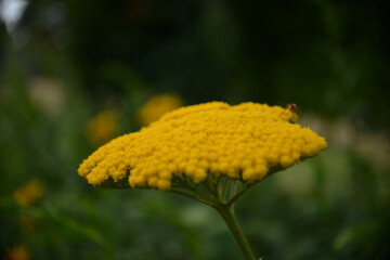 Gelbe Schafgarbe (Achillea) im Sommerlicht