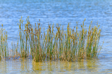 Reed beds and tall green grasses sticking out from the Adriatic Sea