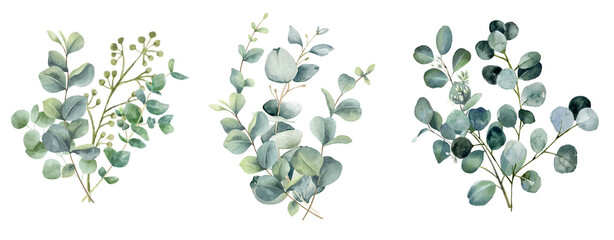 Watercolor eucalyptus flower bouquet set on transparent background. © Link Parker