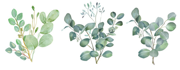 Watercolor eucalyptus flower collection on transparent background. © Link Parker