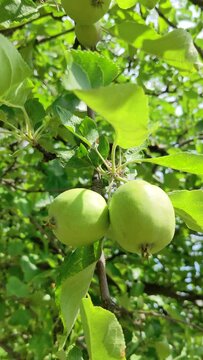 Unripe green apples on a branch on a tree swaying in the wind, vertical shooting