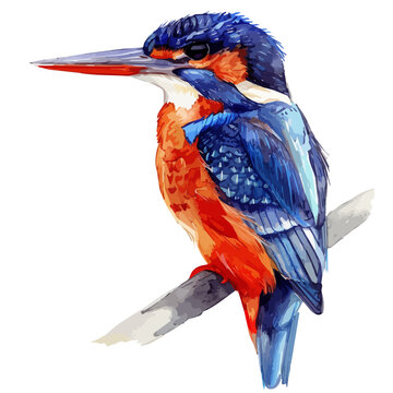 recommend clip art: Watercolor Vector painting of a Malachite kingfisher, isolated on a white background, Malachite kingfisher vector, Malachite kingfisher clipart, Malachite kingfisher art, Malachite kingfisher painting