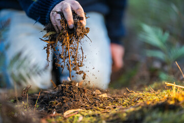 soil falling around a test tube collecting a soil sample in a paddock on a farm. scientist studying soil health and biology in a field in australia in spring
