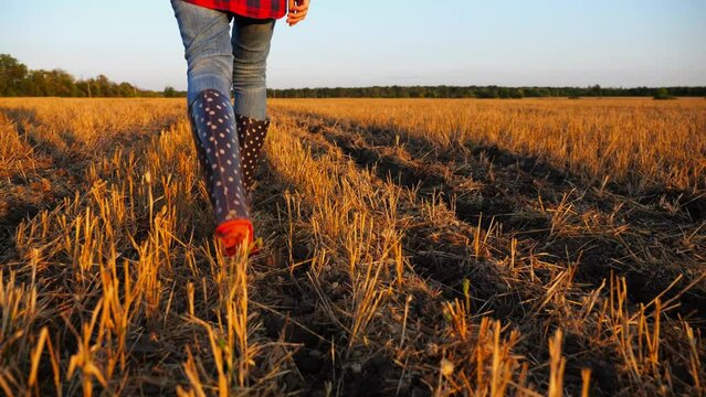 Female feet of young farmer going through the barley plantation at sunset. Legs of agronomist in boots walking among wheat meadow at dusk. Concept of agricultural business. Slow motion
